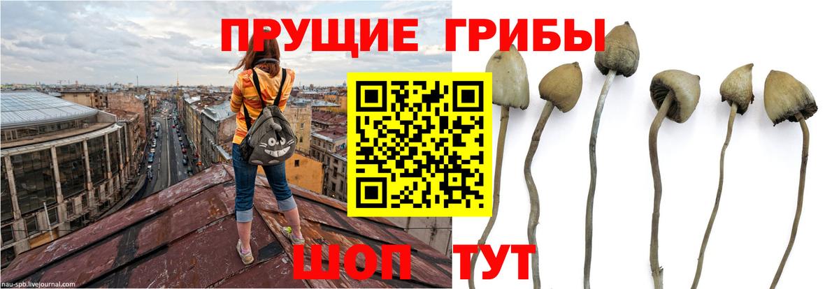 Галлюциногенные грибы Psilocybine cubensis  Вход с VPN  Углич  Галлюциногенные грибы прущие грибы 